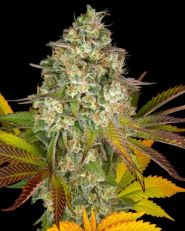 Cookies Kush Auto by Barney's Farm