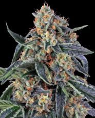 Cookies Kush by Barney's Farm