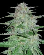 Cookies & Cream Autoflower by 420 Seeds