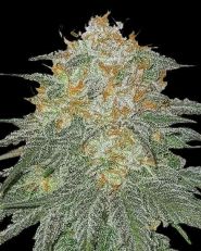 Cookies & Cream Feminized by 420 Seeds