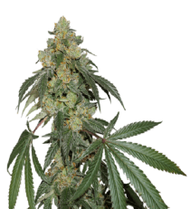 Cookies Fast Feminized by Seedstockers