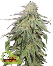 Cookies and Cream Feminized by Seedstockers 