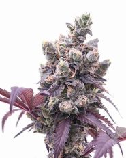 Corleone Kush Auto by Growers Choice