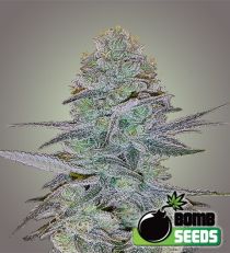 Cosmic Bomb Auto – Bomb Seeds