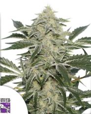 Creamy Kees Regular by Super Sativa Seed Club