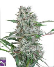 Creeper Regular by Super Sativa Seed Club 