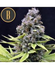 Critical Auto by Blimburn