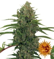 Auto Critical Kush Feminized Marijuana Seeds
