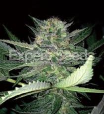 Critical Lights by Expert Seeds