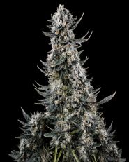 Critical Autoflower - Nirvana Seeds