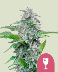 Critical Feminized - Royal Queen Seeds