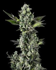 Critical Feminized - Nirvana Seeds