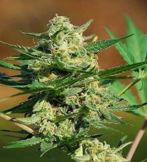Auto Masszar by Critical Mass Collective Seeds