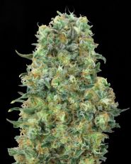 Critical Mass Feminized by Advanced Seeds