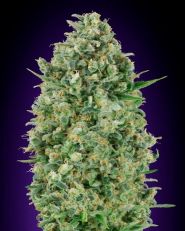 Critical Poison Feminized by OO Seeds