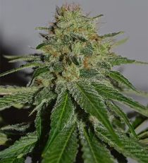 Crop Doctor by Cream of the Crop Seeds