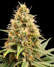 Crystal White Kush Feminized by Super Sativa Seed Club