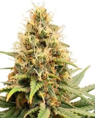 Crystal White Kush Feminized by Super Sativa Seed Club
