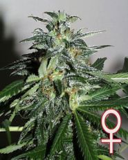 Cyber Cristal Feminized by KC Brains