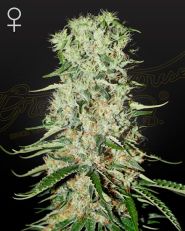 Damnesia Feminized by Green House Seeds