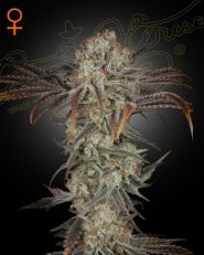 Money Maker Feminized by Green House Seeds