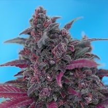 Dark Devil Auto Feminized - Sweet Seeds