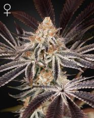 Dark Phoenix Feminized by Green House Seeds