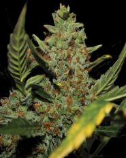 Diesel Auto by G13 Labs