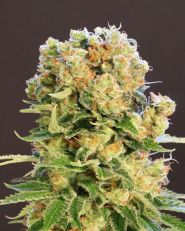 Diesel Glue Feminized by Kannabia