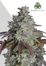 Do Si Dos Autoflower Seeds by Auto Seeds