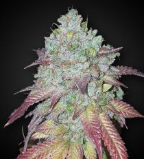 Do Si Dos Autoflower