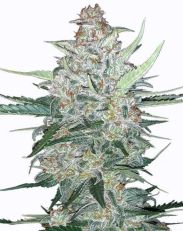 Do Si Dos Autoflower by MSNL Seeds