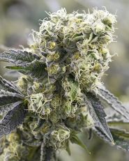 Do-Si-Dos Auto by Growers Choice