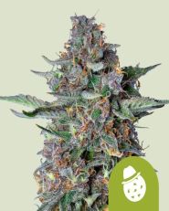 Do-Si-Dos Auto by Royal Queen Seeds
