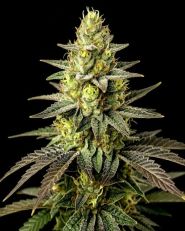 Do Si Dos Feminized - Nirvana Seeds