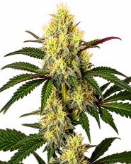 Do Si Dos Feminized by Blimburn
