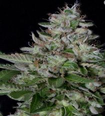 Dos-Gelato Feminized - Big Head Seeds