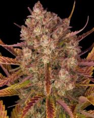 Dos Si Dos Auto by Barney's Farm