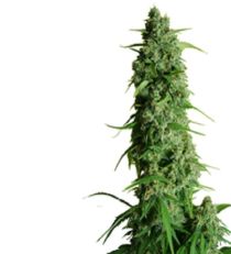 Guy's Girl Scout Cookie Glue Auto aka GGG1 by Dr Krippling Seeds