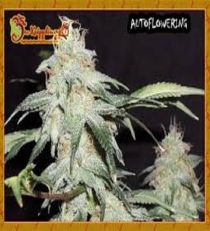 Pickled Diesel by Dr Krippling Seeds