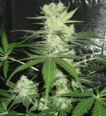 King Kong by Dr. Underground Seeds