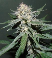 Painkiller by Dr. Underground Seeds