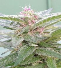 U. Pink Kush by Dr. Underground Seeds