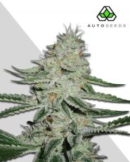 Dreamberry autoflower