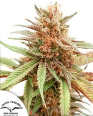 Durban Dew by Dutch Passion