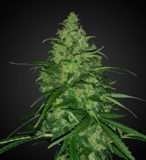 Durban Poison Autoflower by 420 Seeds
