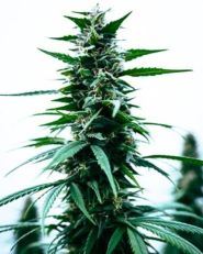 Durban Poison by Growers Choice