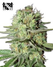 Durban Poison Feminized by MSNL Seeds