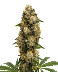 Durban Poison Autoflower by Blimburn
