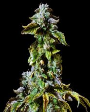 Durban Poison Feminized - Nirvana Seeds